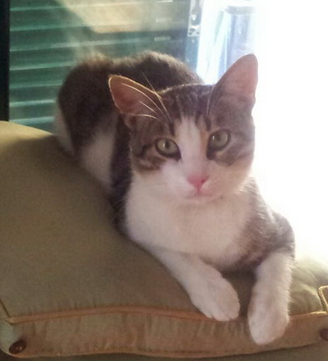 Sanremo: smarrito in zona Villetta a Sanrmo 'Roger' gattino grigio e bianco