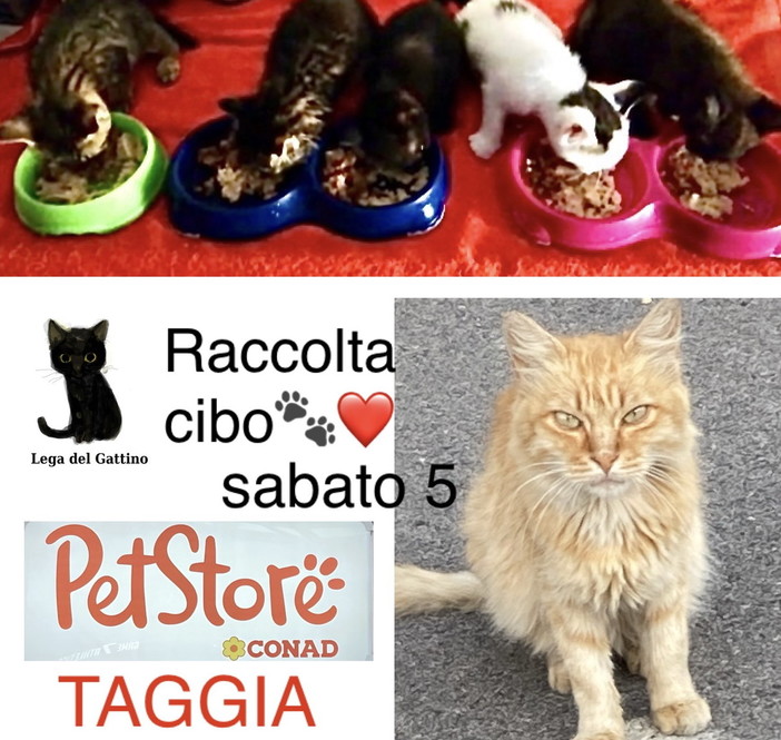 Arma di Taggia: domani al 'Pet Store' del centro commerciale la raccolta cibo della 'Lega del Gattino'