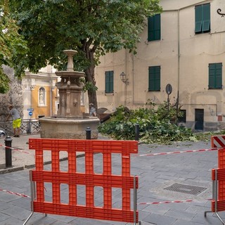 Taggia: grosso ramo cade in piazza Cavour, scattano messa in sicurezza e accertamenti sulla pianta