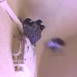 Seborga: piccoli di rondine sfamati dalla mamma, il video girato da Flavio Gorni Seborga: piccoli di rondine sfamati dalla mamma, il video girato da Flavio Gorni