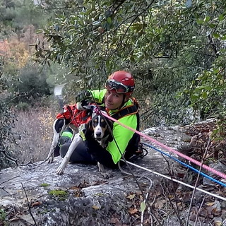 Olivetta San Michele: salvataggio di un cane scivolato da ieri, difficile intervento dei Vigili del Fuoco (Foto) Olivetta San Michele: salvataggio di un cane scivolato da ieri, difficile intervento dei Vigili del Fuoco (Foto)