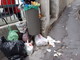 Sanremo: rifiuti abbandonati dai soliti 'furbetti' in via Zefiro Massa, residenti chiedono attenzione (Foto) Sanremo: rifiuti abbandonati dai soliti 'furbetti' in via Zefiro Massa, residenti chiedono attenzione (Foto)