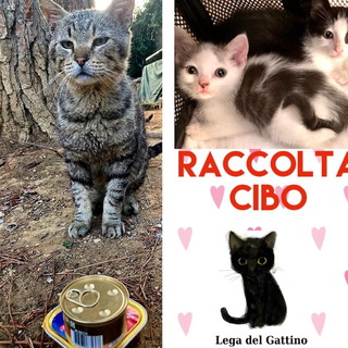 Arma di Taggia: domani alla 'Riviera Shopville' la raccolta di cibo con la 'Lega del Gattino' Arma di Taggia: domani alla 'Riviera Shopville' la raccolta di cibo con la 'Lega del Gattino'