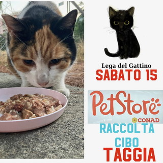 Arma di Taggia: domani al 'Pet Store' una raccolta di cibo per i randagi con la 'Lega del gattino'