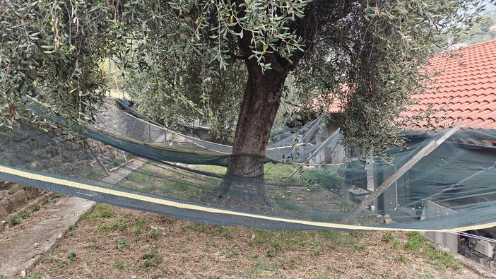 Olive, buone prospettive per la nuova annata: alberi pieni, tra un mese la riapertura dei frantoi e l'inizio della stagione Olive, buone prospettive per la nuova annata: alberi pieni, tra un mese la riapertura dei frantoi e l'inizio della stagione