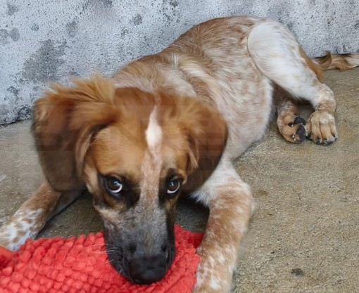 Sanremo: al canile c'è Rokky, un cucciolotto pieno di vita in cerca di una famiglia