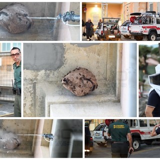 Sanremo: nido di vespe 'velutine' sotto un cornicione dell'ospedale 'Borea', ieri una task force per rimuoverlo (Foto)