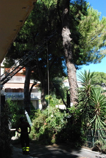 Sanremo: ramo pericolante alle case popolari di strada Borgo Tinasso, intervento dei Vigili del Fuoco