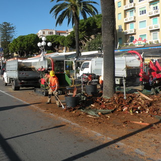 Perchè solo palme a Sanremo? La risposta a molti lettori nella mail di Marco Macchi