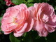 Camporosso: l'azienda agricola 'Beauty Rose' commercializza la 'Rosa bruna - la vera rosa da sciroppo' Camporosso: l'azienda agricola 'Beauty Rose' commercializza la 'Rosa bruna - la vera rosa da sciroppo'