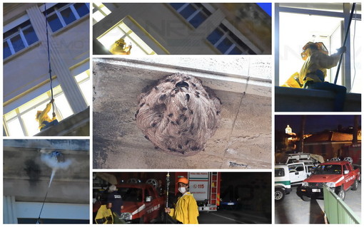 Sanremo: un nido di vespe velutine sotto un cornicione dell'ospedale 'Borea', le immagini della rimozione (Foto)