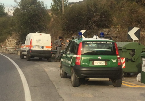 La Forestale e l'Asl sul luogo del ritrovamento La Forestale e l'Asl sul luogo del ritrovamento