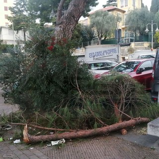 Sanremo: rami di un pino cadono in piazza San Bernardo per il vento, furgone colpito, paura tra i residenti (Foto)