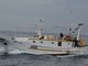 Pesca a strascico in Liguria: giro d'affari che non supera i 12 milioni, intanto il Ministero lavora ad una soluzione