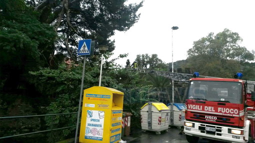 Imperia: intervento dei Vigili del Fuoco in via Andreoli per un albero che stava finendo sulla carreggiata Imperia: intervento dei Vigili del Fuoco in via Andreoli per un albero che stava finendo sulla carreggiata
