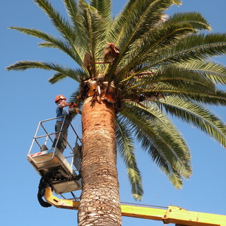 Ventimiglia: nuove palme in via Girolamo Rossi, approvato in linea tecnica il progetto preliminare per la riqualificazione dell’area