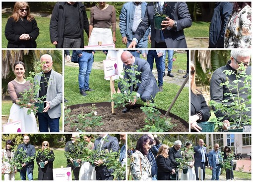 Sanremo: la 'Rosa di Damasco' testimone di pace da questa mattina è nei giardini di Villa Ormond (Foto e Video) Sanremo: la 'Rosa di Damasco' testimone di pace da questa mattina è nei giardini di Villa Ormond (Foto e Video)