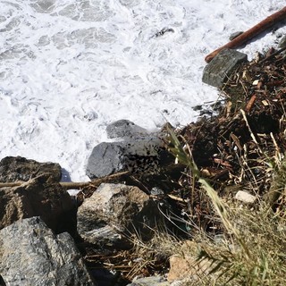 Le immagini dal luogo del ritrovamento (foto Tonino Bonomo) Le immagini dal luogo del ritrovamento (foto Tonino Bonomo)