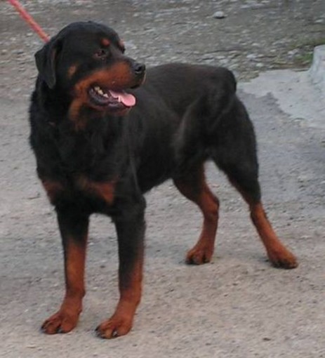 La Lega del Cane di Ventimiglia ringrazia i media per la cagnolina ora adottata La Lega del Cane di Ventimiglia ringrazia i media per la cagnolina ora adottata