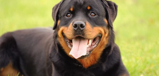 Ventimiglia: Rottweiler trovato morto strozzato sulla riva del Roja, la denuncia dell'associazione Arkus Ventimiglia: Rottweiler trovato morto strozzato sulla riva del Roja, la denuncia dell'associazione Arkus