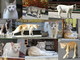 Arma di Taggia: venerdì prossimo da 'PetStore' una raccolta di cibo per i randagi con la 'Lega del gattino' Arma di Taggia: venerdì prossimo da 'PetStore' una raccolta di cibo per i randagi con la 'Lega del gattino'