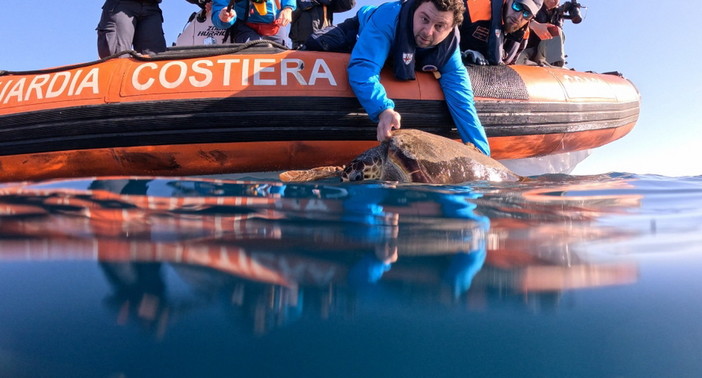 Andrea, la tartaruga trovata a Sanremo, oggi è tornata libera dopo essere stata curata a Genova (Foto e Video) Andrea, la tartaruga trovata a Sanremo, oggi è tornata libera dopo essere stata curata a Genova (Foto e Video)