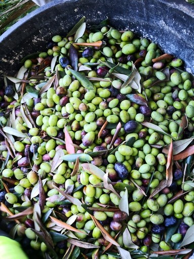 Vallecrosia: prorogate le iscrizioni al Cnos Fap per il corso gratuito per diventare tecnico superiore nel settore florovivaistico Vallecrosia: prorogate le iscrizioni al Cnos Fap per il corso gratuito per diventare tecnico superiore nel settore florovivaistico