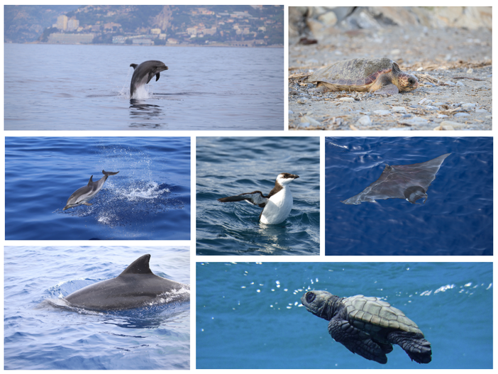Delfini del Ponente, un anno tra ricerca e tutela del mare: oltre 500 ore di monitoraggi nel Ponente ligure