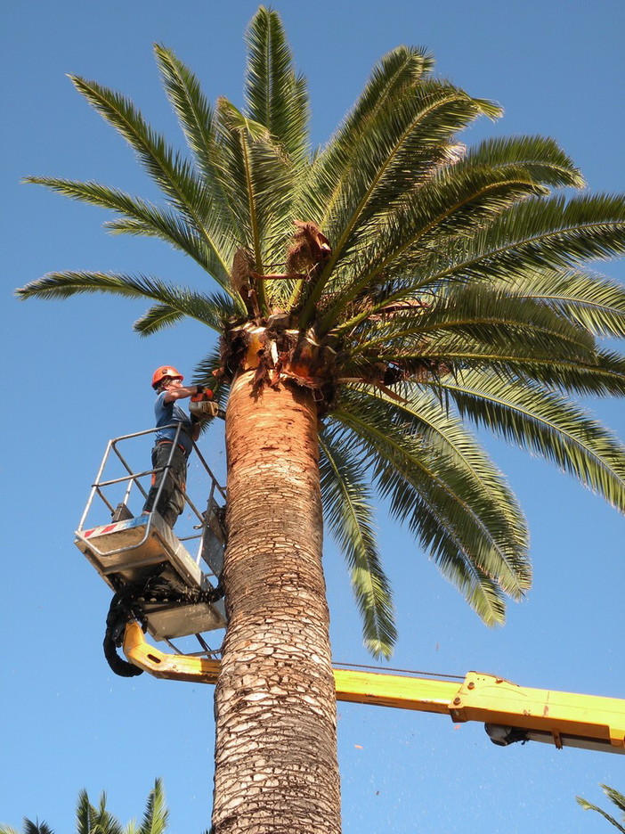 Ventimiglia: domani mattina un convegno transfrontaliero e interprovinciale sulle tecniche di lotta al punteruolo rosso Ventimiglia: domani mattina un convegno transfrontaliero e interprovinciale sulle tecniche di lotta al punteruolo rosso