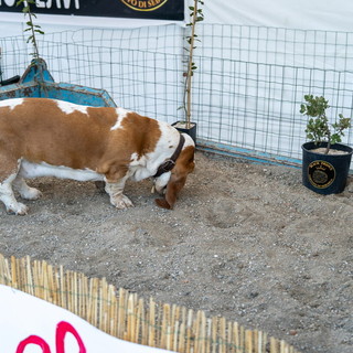 Sanremo, a MareCultura 2026 la cerca del tartufo con Villiam Casali e i suoi cani protagonisti a Pian di Nave Sanremo, a MareCultura 2026 la cerca del tartufo con Villiam Casali e i suoi cani protagonisti a Pian di Nave