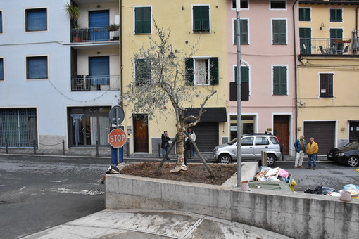 Badalucco: donato un ulivo per il 'Giardino del Prevosto', al via una serie di lavori di restyling (Foto e Video)