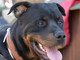 Enpa di Sanremo: il rottweiler Rocky ha bisogno di una nuova famiglia Enpa di Sanremo: il rottweiler Rocky ha bisogno di una nuova famiglia