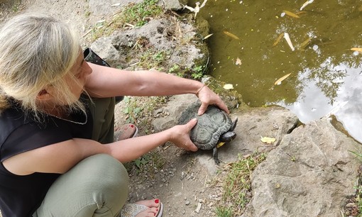 La tartaruga recuperata questo pomeriggio