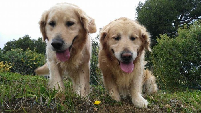 Ventimiglia: scappati dalla zona di Sealza i due Golden Retriever 'Rocky' e 'Jazz', l'appello