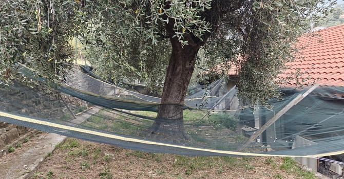 Olive, buone prospettive per la nuova annata: alberi pieni, tra un mese la riapertura dei frantoi e l'inizio della stagione