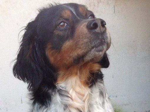 Enpa di Sanremo: il cagnolino Red aspetta una vostra telefonata per avere una famiglia