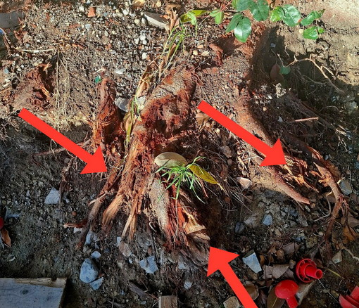 Taglio delle radici dei ficus ai Giardini Regina Elena: la Soprintendenza chiede verifiche urgenti al Comune Taglio delle radici dei ficus ai Giardini Regina Elena: la Soprintendenza chiede verifiche urgenti al Comune