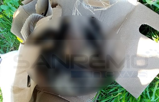 Sanremo: carcassa di gatto abbandonata a Pian di Poma, Polizia Provinciale sulle tracce del colpevole (Foto)