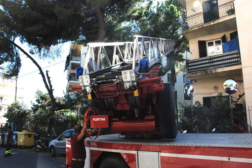 Imperia: albero a rischio crollo sull'Aurelia in località Barbarossa, intervento di Vvf e Municipale Imperia: albero a rischio crollo sull'Aurelia in località Barbarossa, intervento di Vvf e Municipale