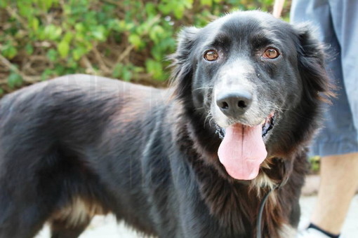 Imperia Rinasce: "Il nostro programma dà spazio al benessere sanitario e psicofisico degli animali" Imperia Rinasce: "Il nostro programma dà spazio al benessere sanitario e psicofisico degli animali"