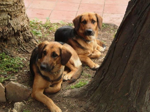 Sanremo: ritrovati nella zona di San Martino Rocky e Diana, smarriti ieri a San Pietro