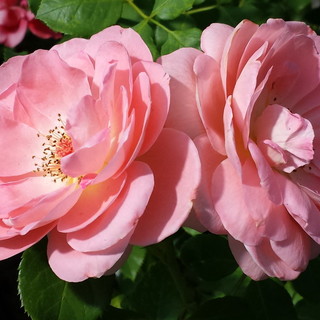 Camporosso: l'azienda agricola 'Beauty Rose' commercializza la 'Rosa bruna - la vera rosa da sciroppo'