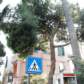 Sanremo: ramo pericolante in piazza Sardi, chiuso un marciapiede ed intervento di CC e VVF