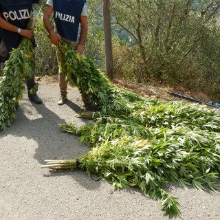 Perinaldo: un’altra piantagione di mariujana a cielo aperto sequestrata, intervento della Polizia di Stato (Video)