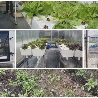 Ospedaletti: una serra a scuola, i ragazzi coltivano l'insalata e la mangiano insieme alle famiglie (Foto e Video)