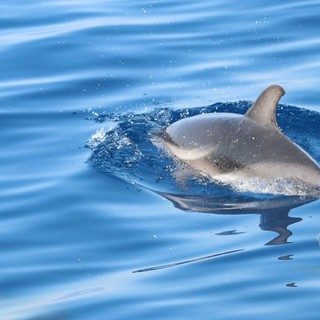 Tra vele e cetacei. Delfini Del Ponente presenta la mostra fotografica "I Giganti del Mar Ligure"