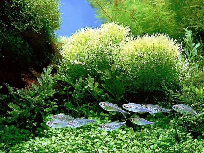 Spirulina Rohrer, in esclusiva a Sanremobio un alimento secolare per l'uomo moderno