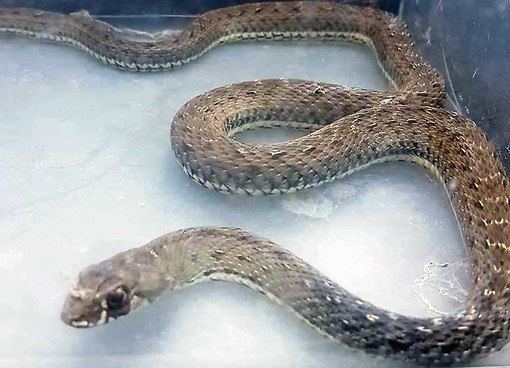 Un serpente simile a quello trovato oggi (Foto agraria.org) Un serpente simile a quello trovato oggi (Foto agraria.org)