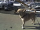 Il cagnolino 'Spike'