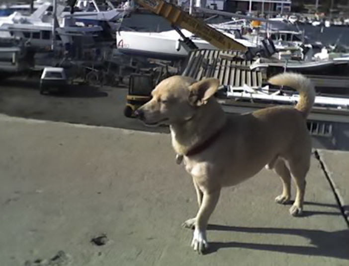 Il cagnolino 'Spike' Il cagnolino 'Spike'